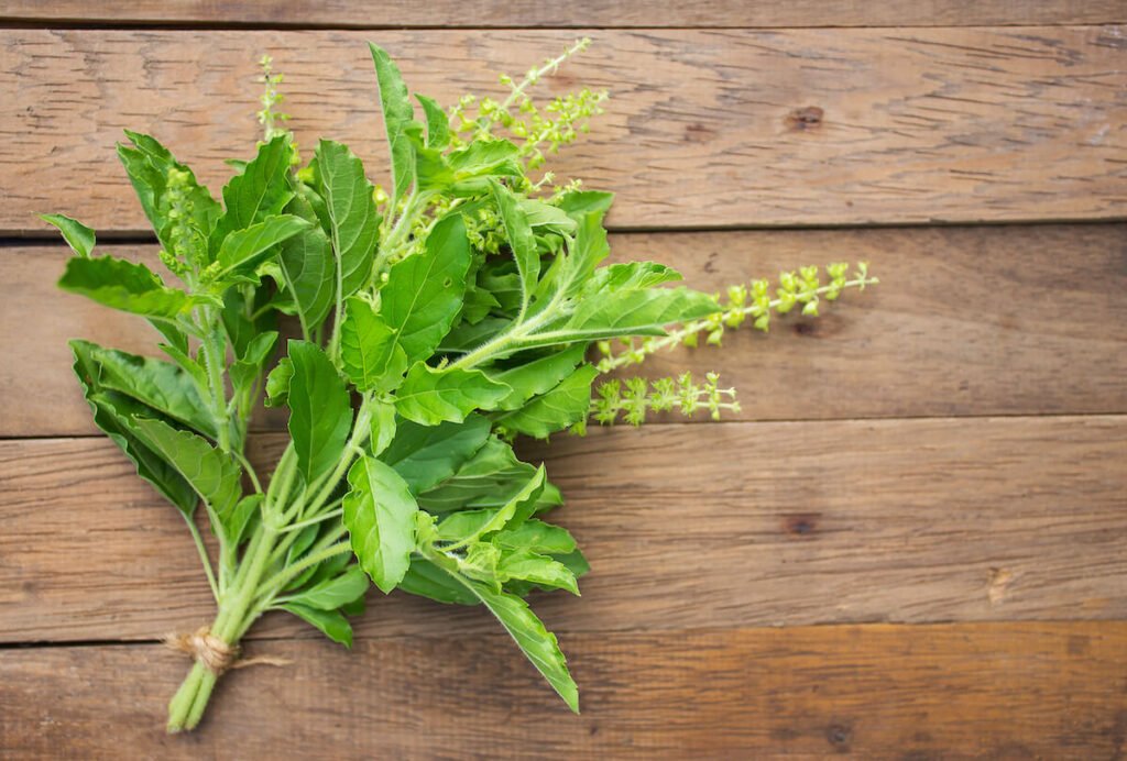 10 Holy Basil Benefits, Uses, Side Effects + Interactions - Live Love Fruit